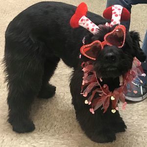 Meet your Posher, Gryffin